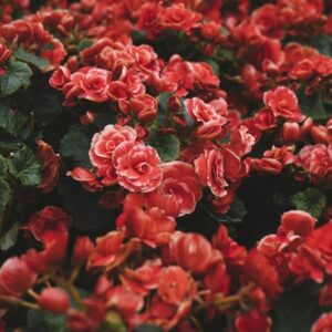 Spring Garden Mix